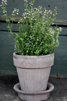 Simona Raw Grå, inkl. underskål